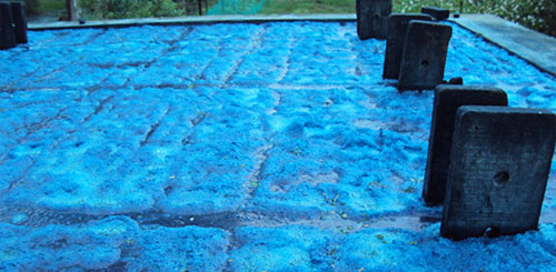  Natural indigo blue dye